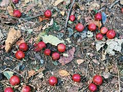 -大岭沟猕猴桃谷风景区