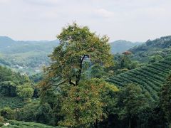 -十八棵（老龙井）御茶园(老龙井店)
