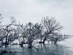 -宝安西湾红树林湿地公园