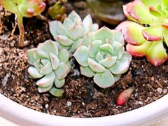-秦美花卉(天朗·莱茵小城2期店)