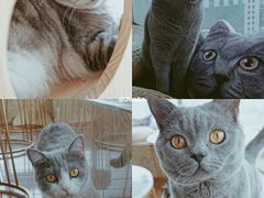 -Catmate·猫肥家润(金润铂宫店)