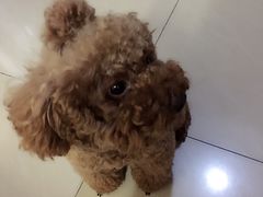 -米苏动物医院·犬猫专科·骨科外科内窥镜