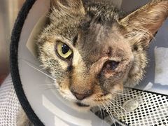 -中农大我爱我爱24h动物医院·中医针灸·猫专科·骨科医疗中心(双井店)
