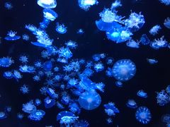 -成都浩海立方海洋公园