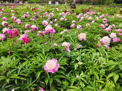 -黑龙江省森林植物园