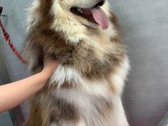 -宠福鑫康馨动物医院·骨科·眼科