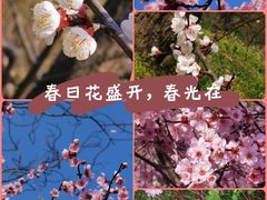 -司徒庙