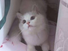 -Bastet sally猫舍购宠(静安店)