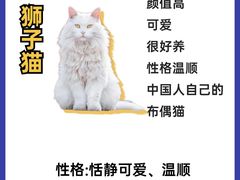 -翊宠yipet猫狗购宠庄园犬舍•猫舍