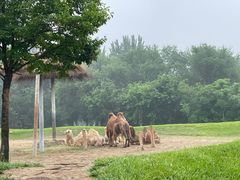 -北京野生动物园