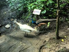 -西双版纳原始森林公园