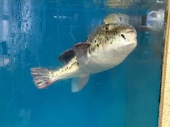 -天正河鲀·河豚亭(大连店)