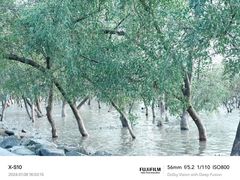 -宝安西湾红树林湿地公园