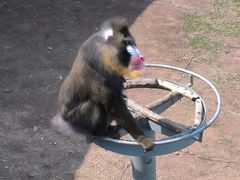 -西霞口神雕山野生动物世界