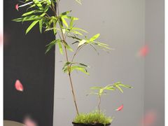 -山壹竹庭院餐厅