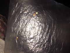 -秀丽东方