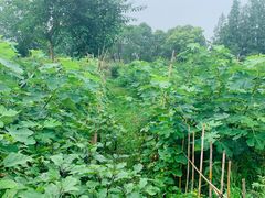 -南汇新场正宗水蜜桃采摘