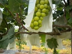 -马陆小张葡萄园农家乐