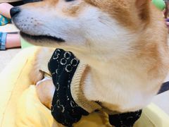 -逗柴咖啡屋·狗咖猫咖宠物桌游