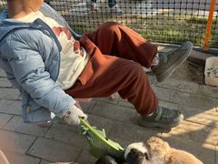 -菊园百果园