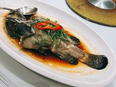 清蒸青斑鱼-京粤荟(海王银河科技大厦店)