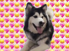 -爱侣宠医·鹦鹉专科·小型哺乳类·异宠专科(灵石路店)