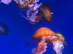 -海合安青岛极地海洋公园