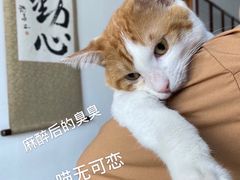 -灵美宠物诊所