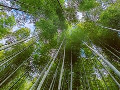 -上海佘山国家森林公园天马山园