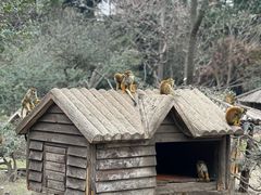 -上海野生动物园