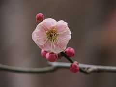 -国家植物园