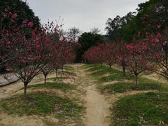 -南国桃园旅游度假区