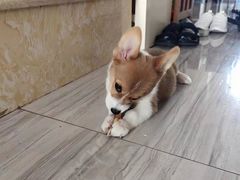 -久久宠物(河东万达店)