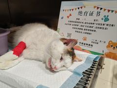 -守诺宠物医院·眼科· 神经外科·爬宠专科(虹口店)