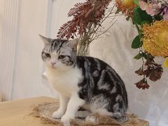 -共舞时光猫咖·狗咖(新街口店)