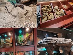 -帕帕拉兹宠物(亚洲旗舰店)