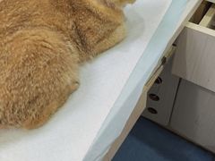 -博特宠物医院24h犬猫全科.骨科·异宠