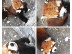 -合肥野生动物园