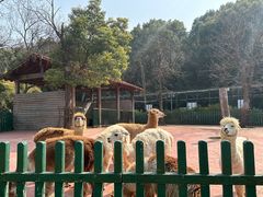 -无锡动物园·太湖欢乐园