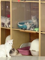 -萌宠亲子动物乐园(槐房万达店)