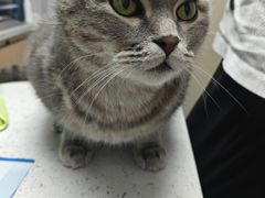 -宠颐生宠物医院·异宠猫科内科·诊疗中心宠巢店