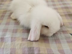 -宠物兔专门店(天丰利市场店)