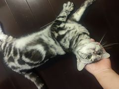 -Bastet sally猫舍购宠(静安店)