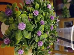 -SPR COFFEE(兴正元店)