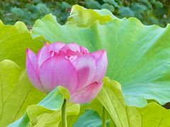 -陈家山荷花公园