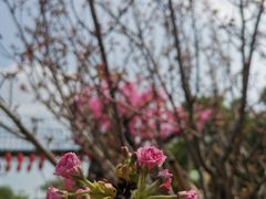 -天适樱花悠乐园