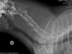 -美联众合动物医院·24h转诊中心