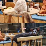 超解压！人均40元撸猫治愈不开心！
