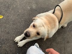 -黄鹤天厨·泡椒田鸡创始者(莲花店)