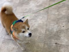 -美联众合动物医院·24h转诊中心